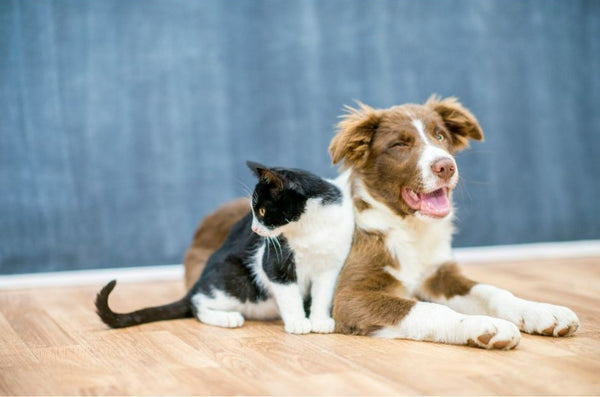 a white and black cat sitting next to a brown and white dog