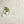 Ceppo Bianco Vitrified Italian Porcelain